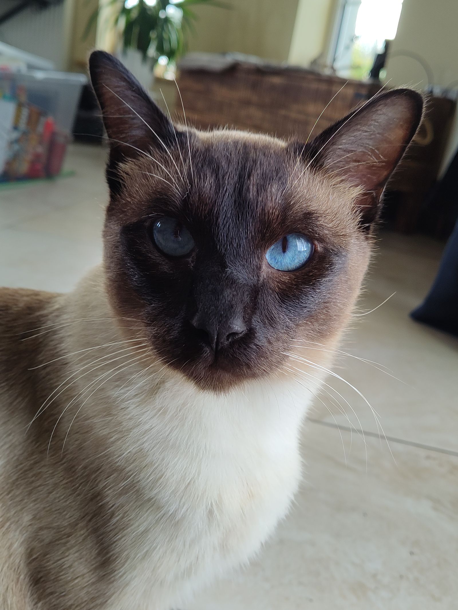 I am not a cat