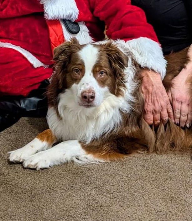Please put this dog in a scene from the shining in the hedge maze replace to golden with the start image