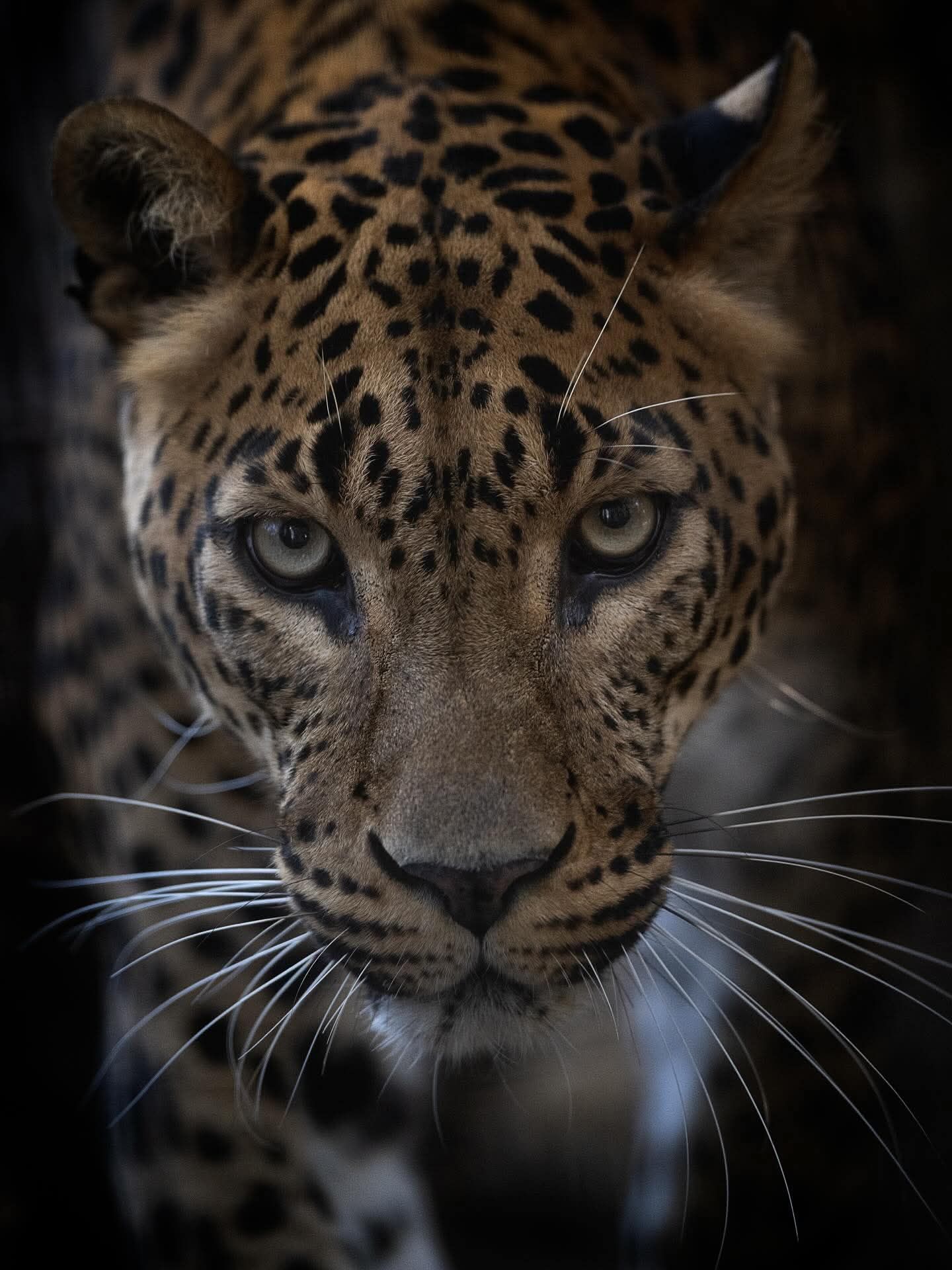 Leopard portrait