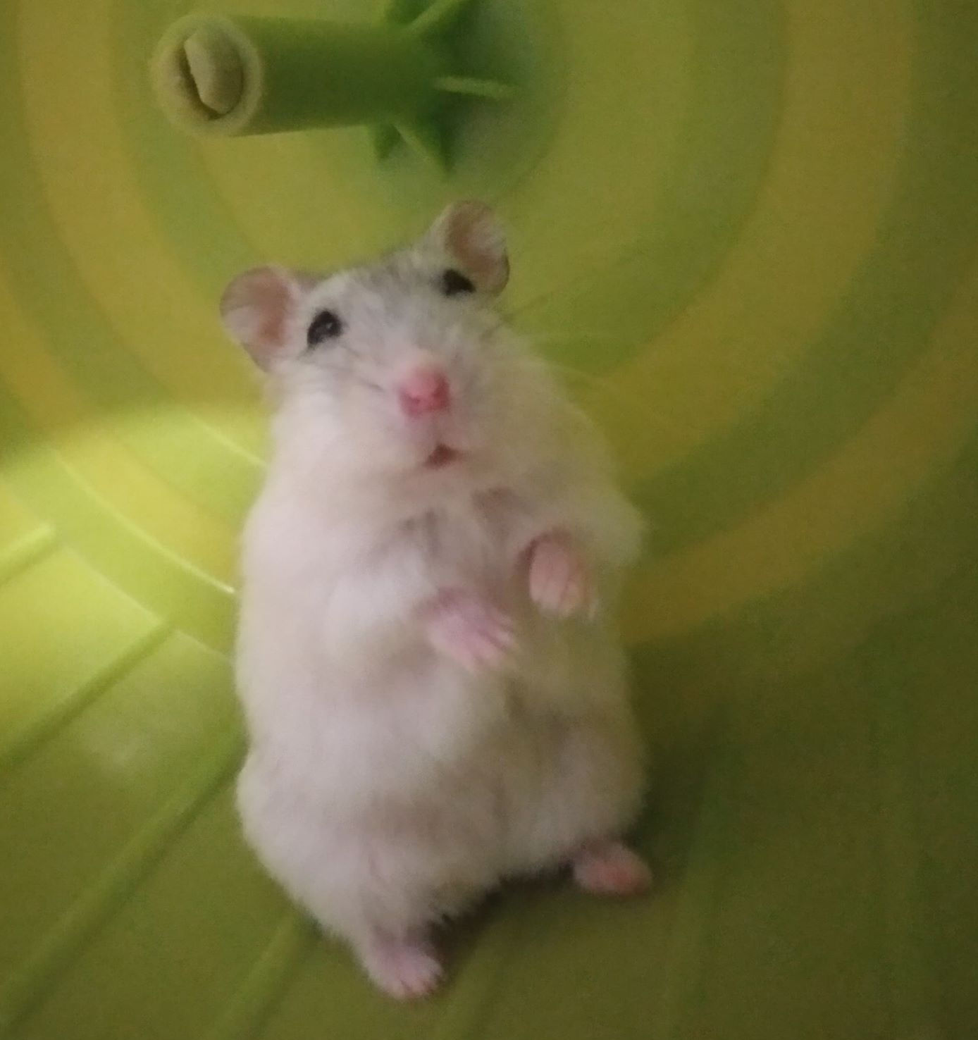 Hamster
