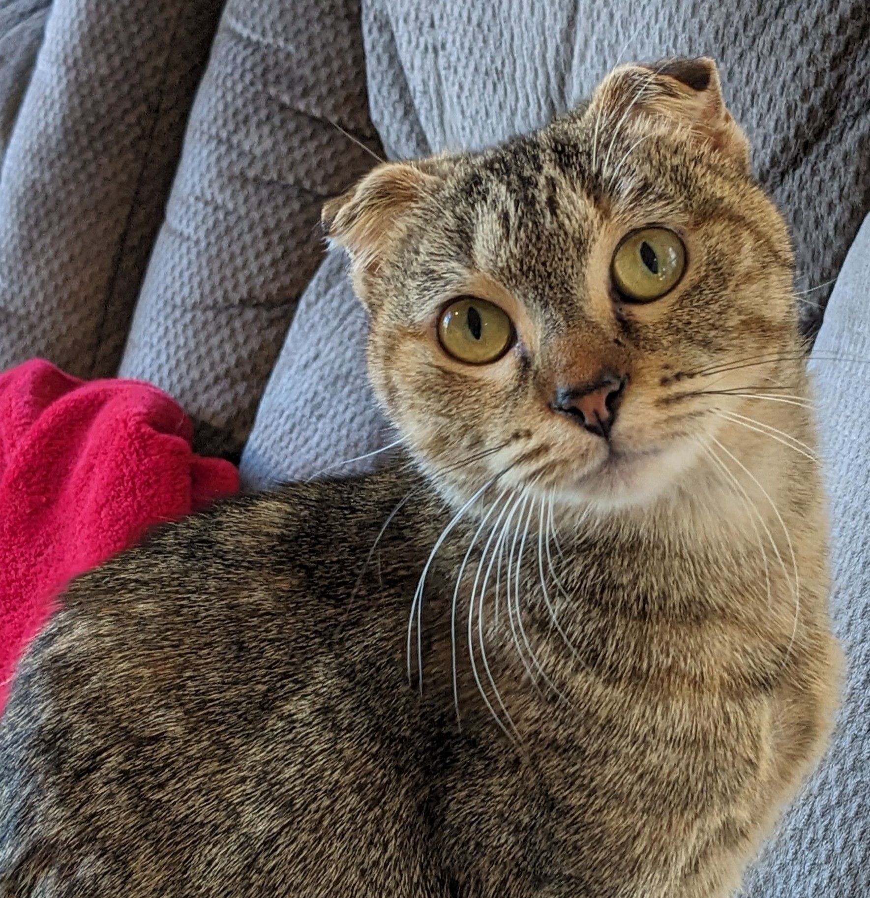 Combine the facial features of the gremlin and cat - Start Image 2