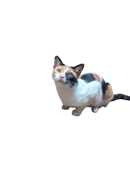 Calico cat