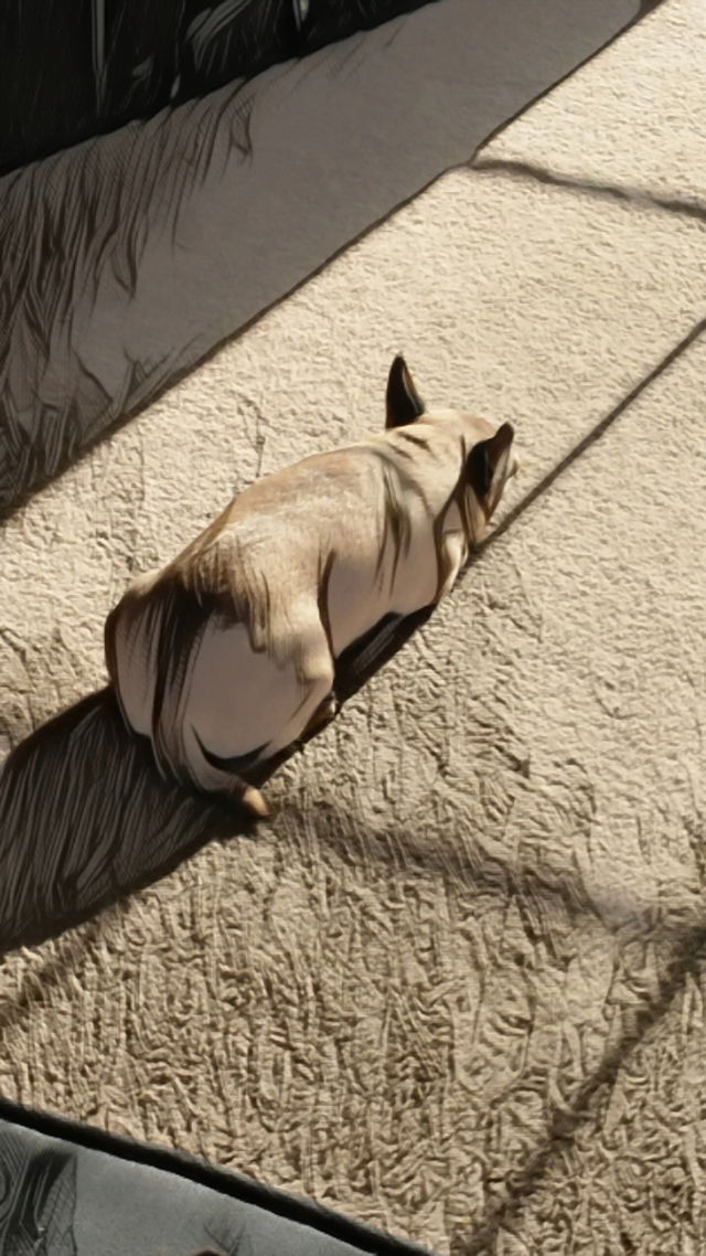 Image uploaded by user