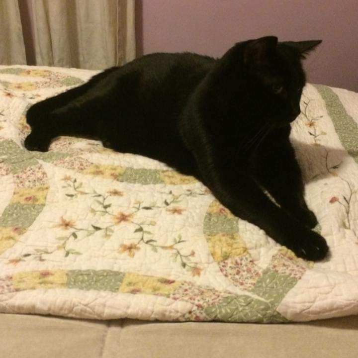 Phoebe