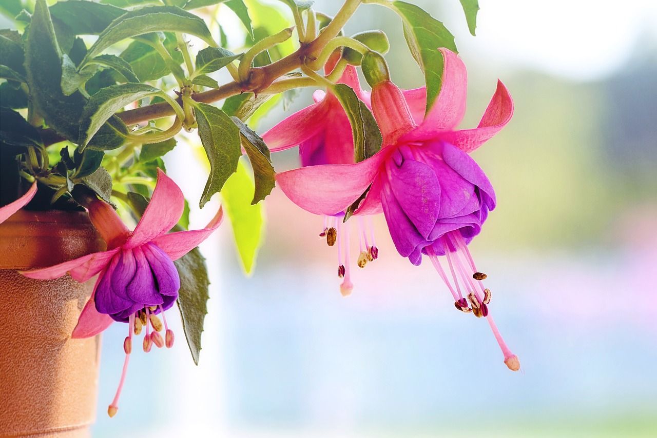 Fuchsias