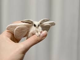 moth