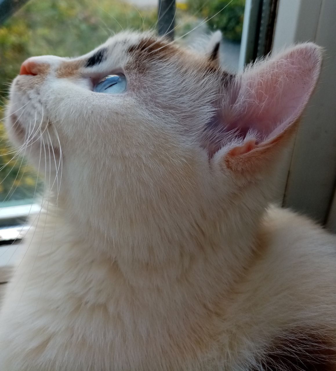 Cat’s Dream – Flight over the Garden