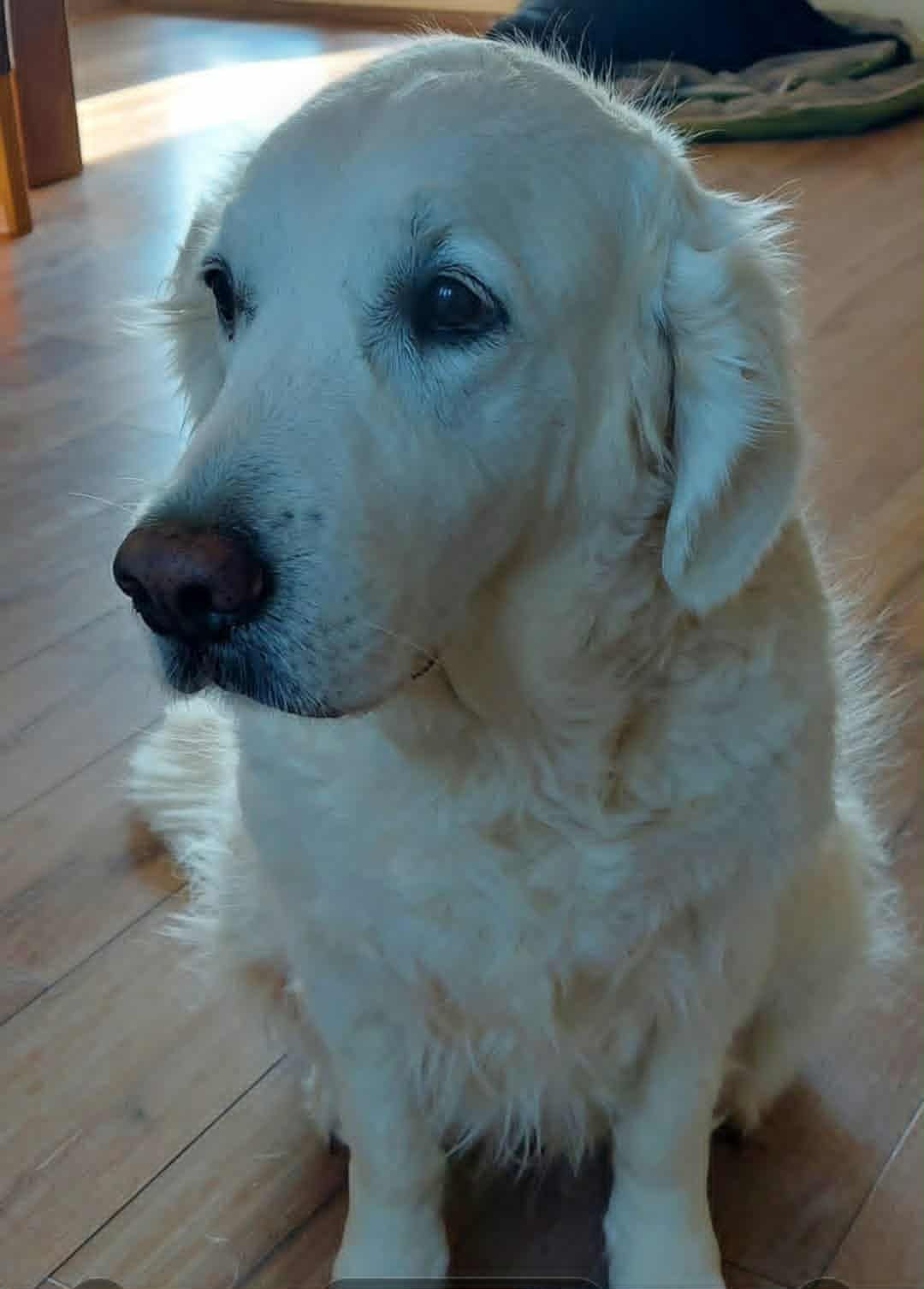 <lora:Frost Angels:1.0> make the dog wings and let it go over the rainbow bridge