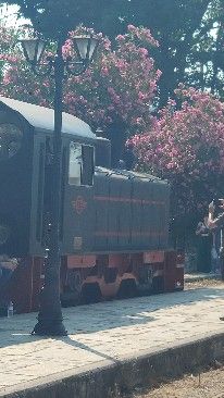 A majestic, ancient tree with bioluminescent leaves stands in a misty, forgotten glade, its roots intertwining with glowing arcane runes car...