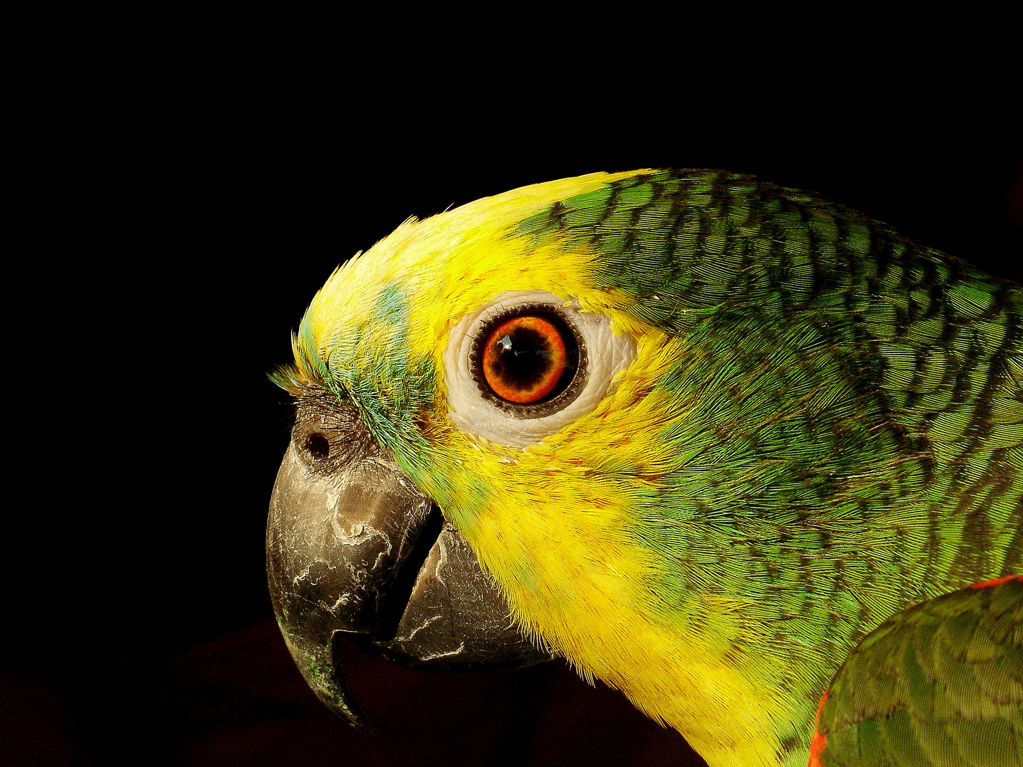 automaton parrot. cogs and wiring apparent. 