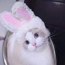 bun