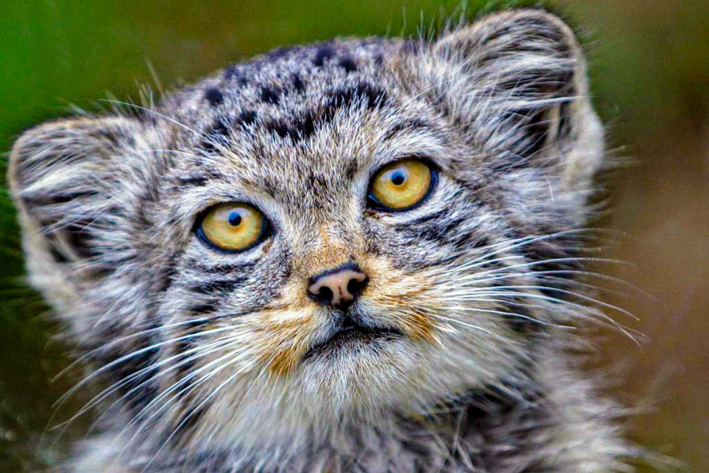 Close up of a face of a Pallas's cat