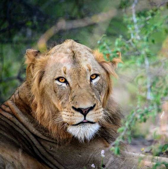 A bald male lion