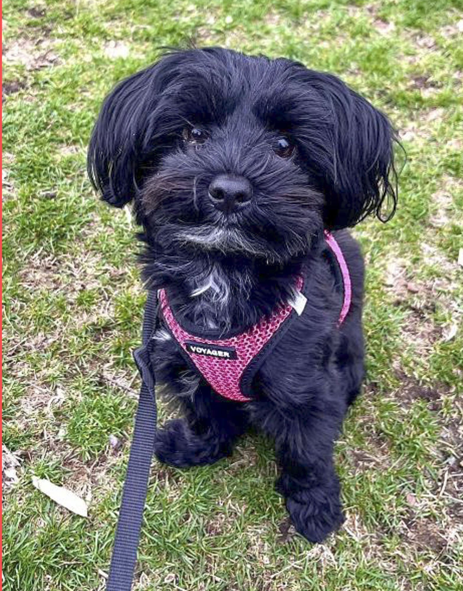 A black puppy looking up at you