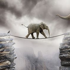 An elephant crossing a suspension bridge between two cliffs