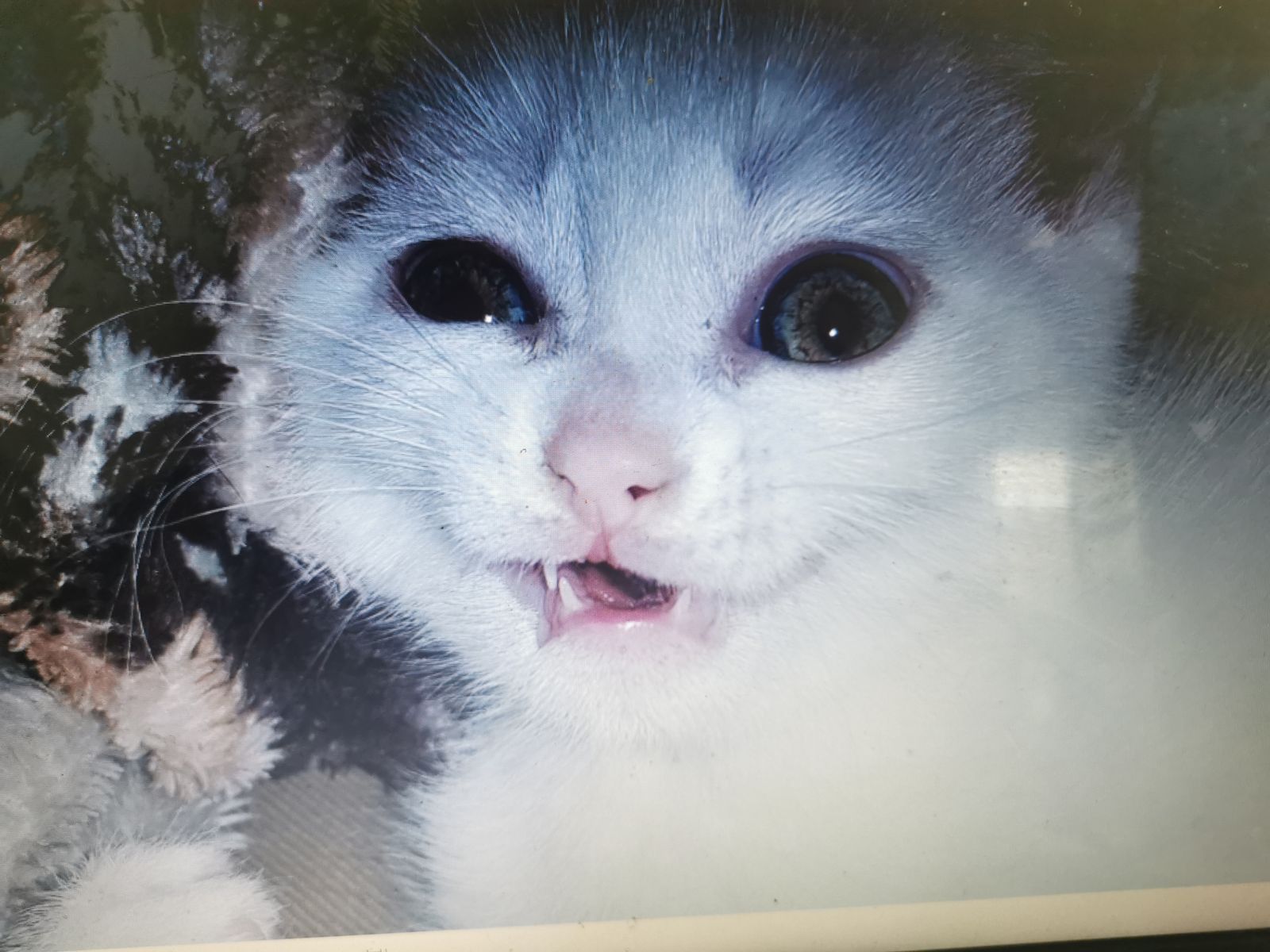 Ugly cat white keukhan	