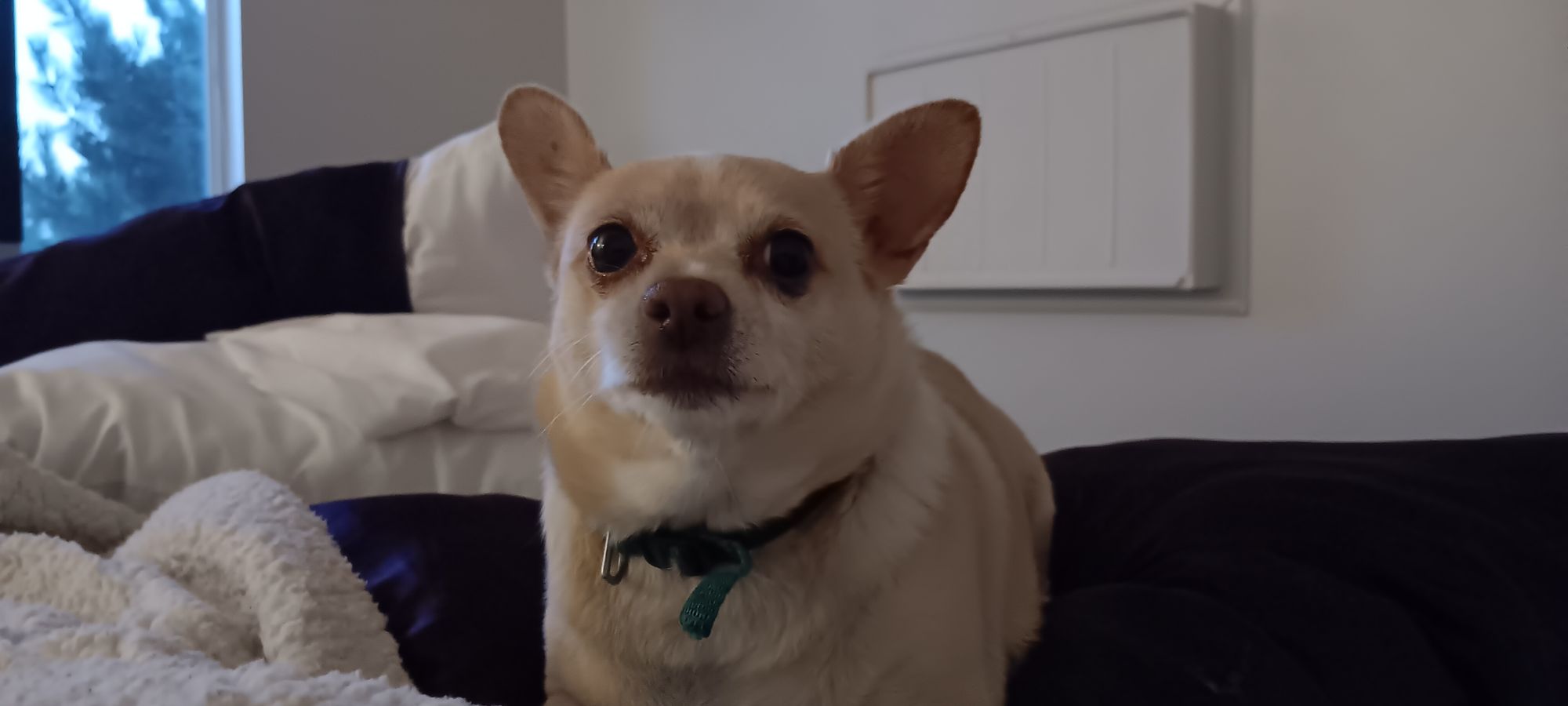 Puff puff pass
Little all yellow Chihuahua 
10 lbs Chihuahua sitting on a vintage high backed  purple crushed velvet chair


