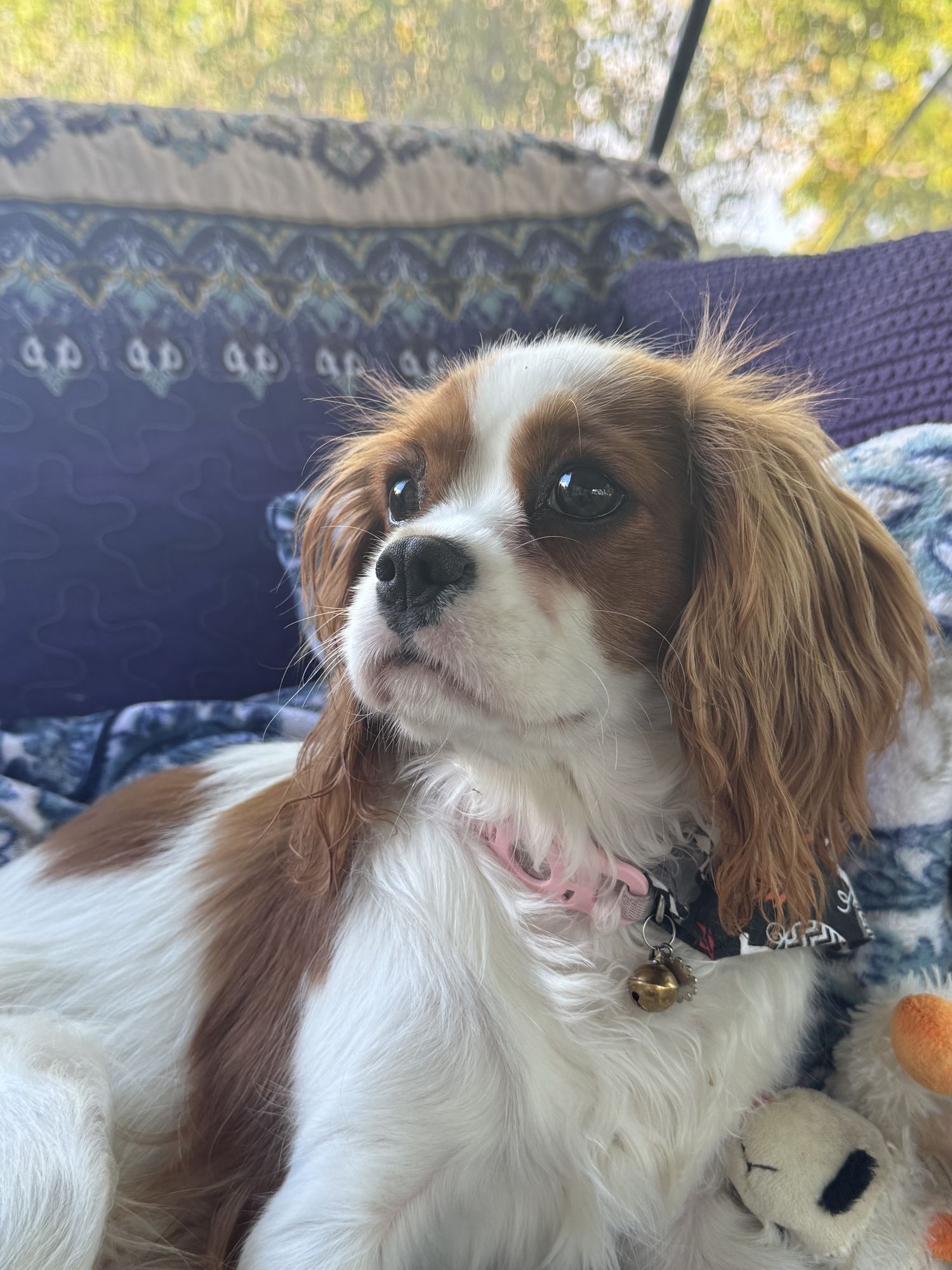 Image uploaded by user