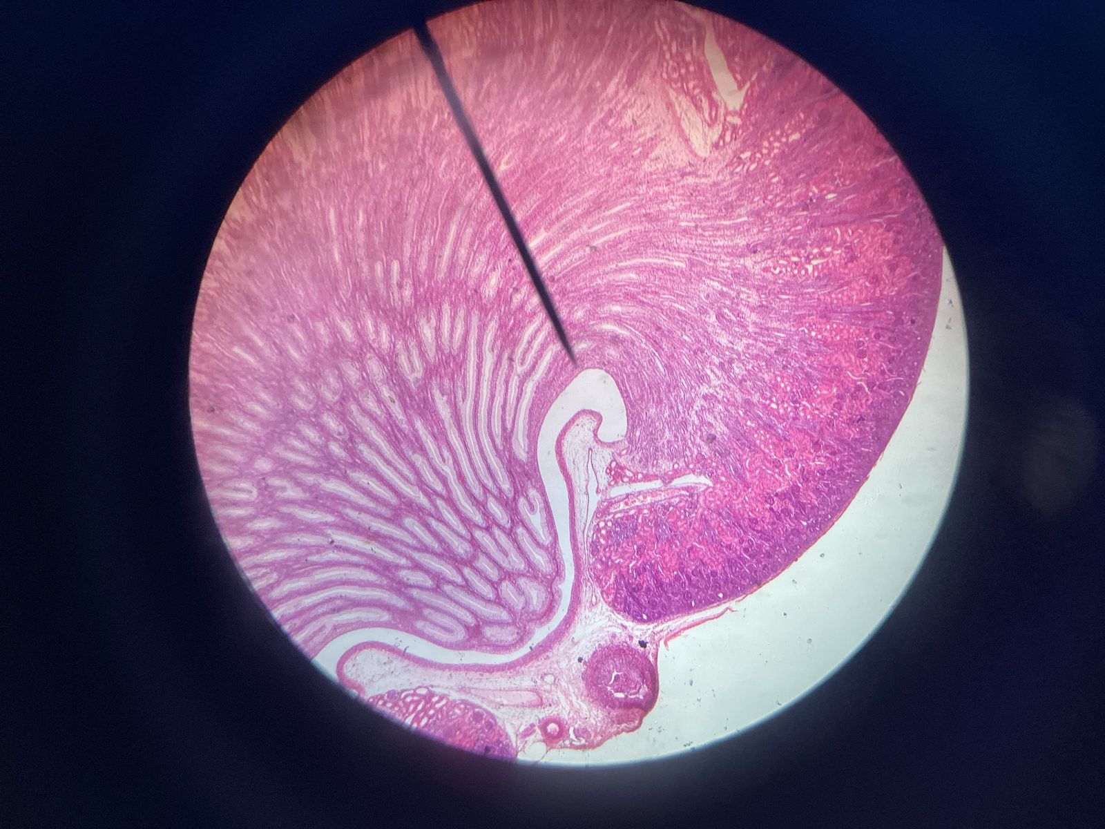 Eduardo Revesz-Calle