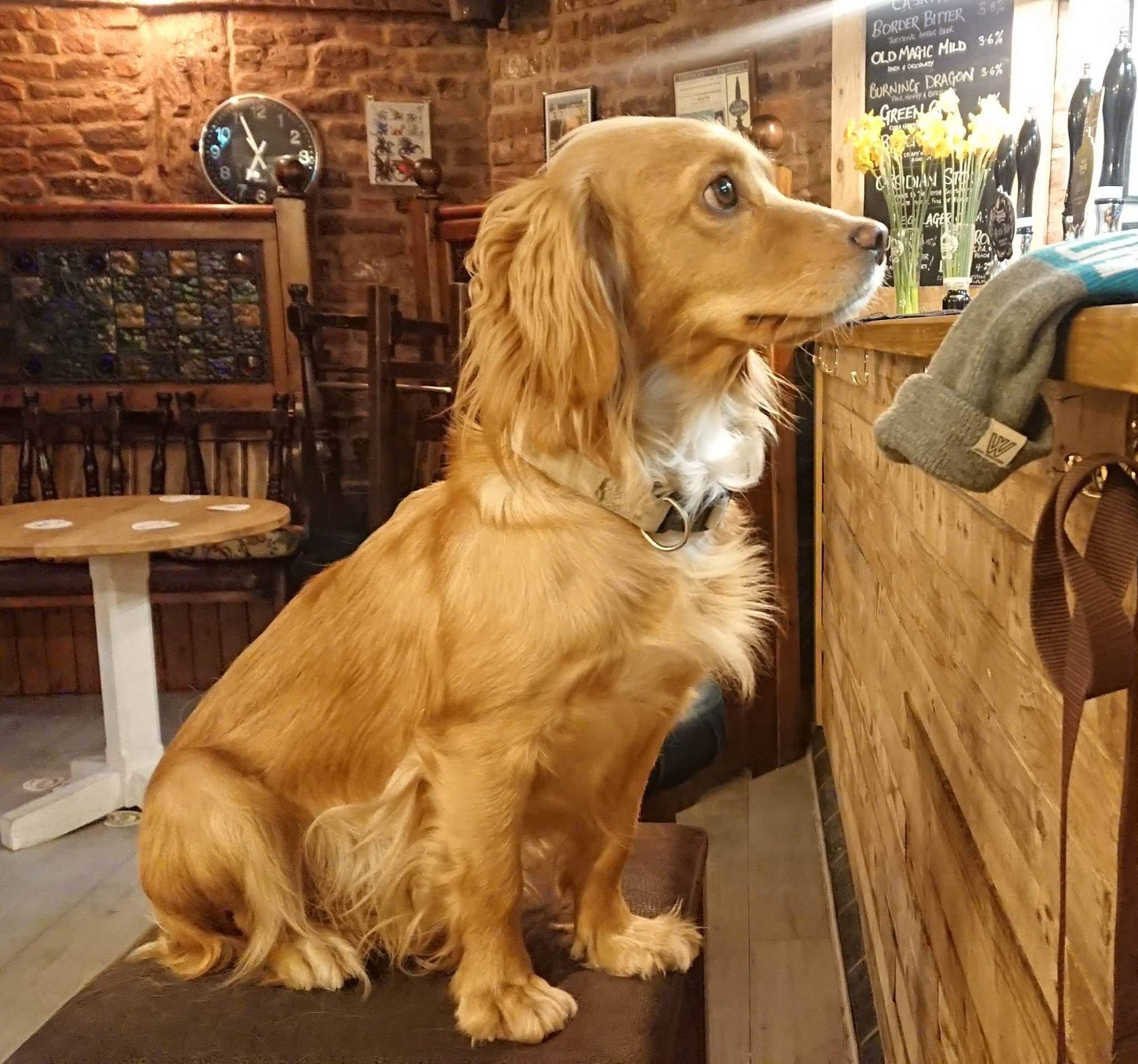 this dog in chiaroscuro, pallet knife, post impressionist painting on a suitably vague background