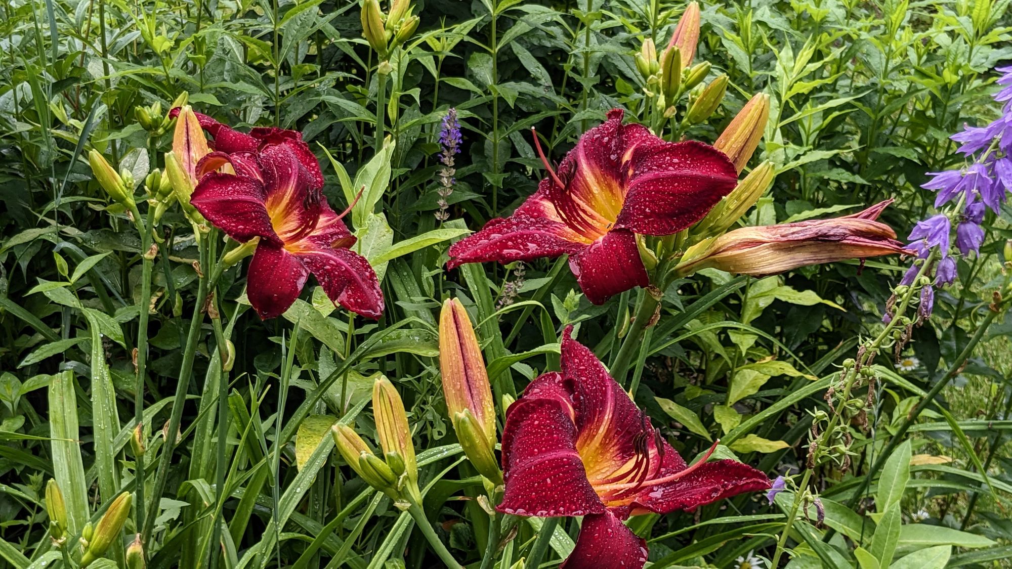 "1781 Summer" 🪷🌿