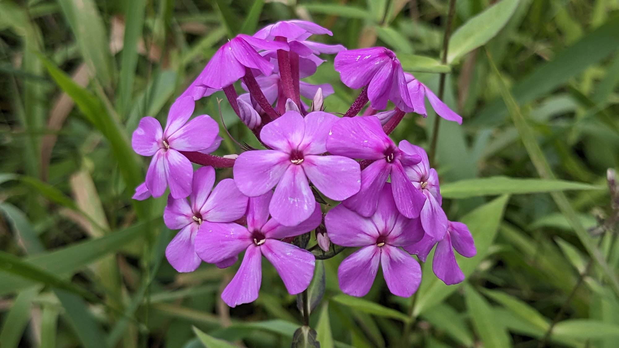 "Corona Prairie" 🌺