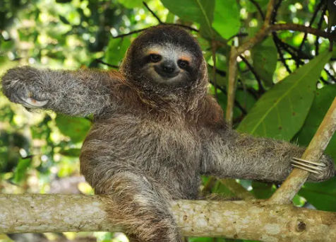 slothy