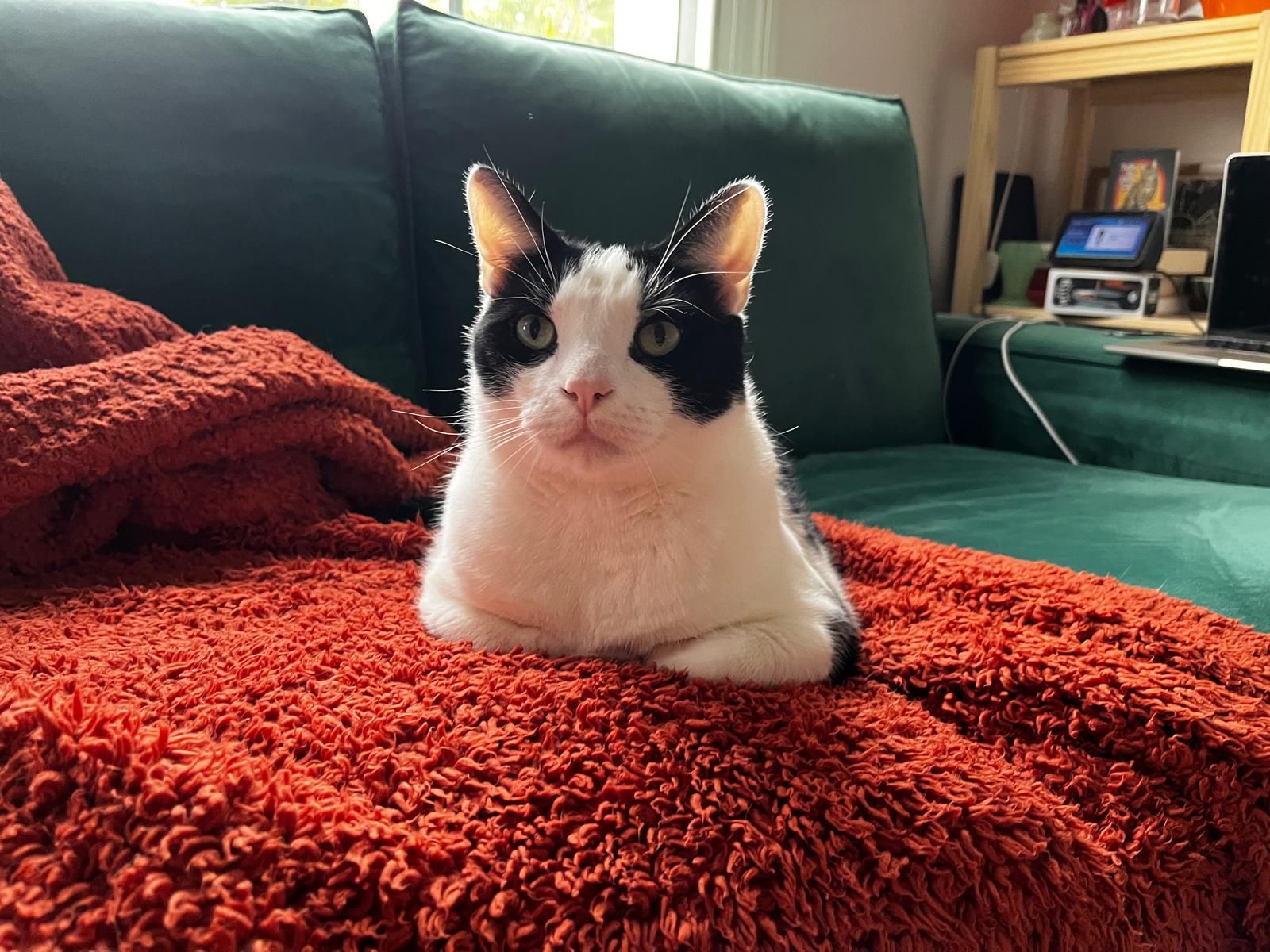 An image of a cute black and white cat, in a stop frame claymation style, similar to the animation used in the Wallace & Gromit films. He is...