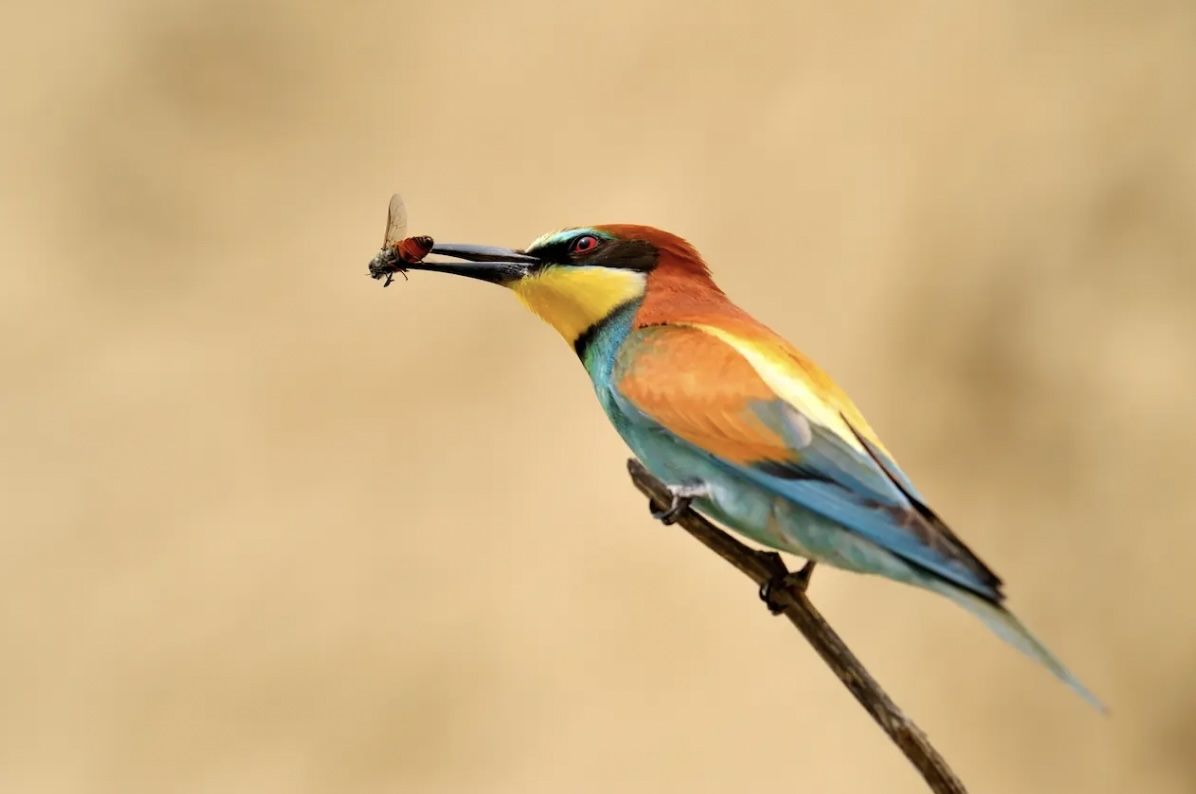 <lora:Moebius Serenity:1.0> ethereal bee-eater flying across a beautiful dark-haired dark-eyed desi girl with flowing hair in ancient greek...