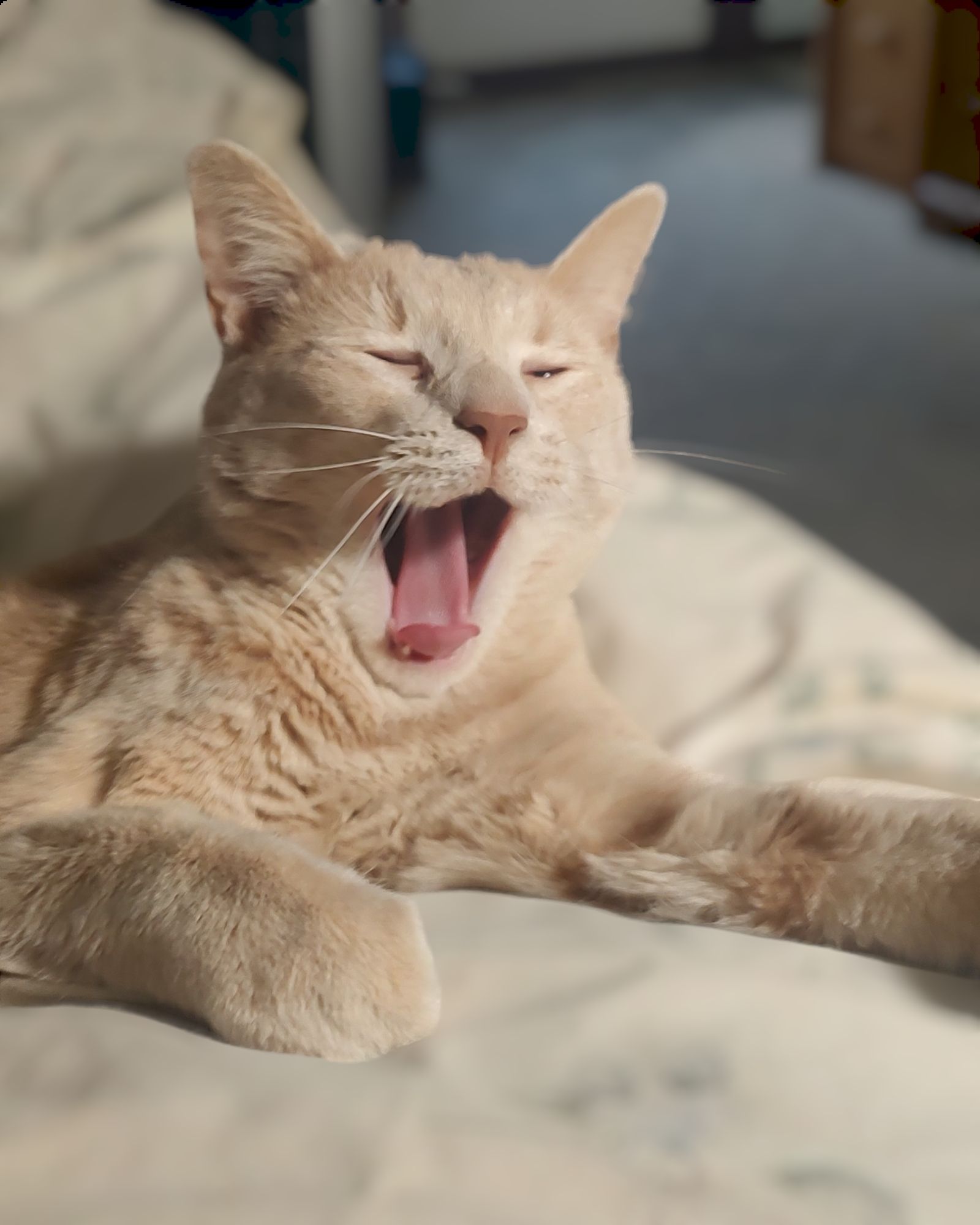 A solid light blonde cat made of shimmering gold and silver light, on a dark background, digital airbrush masterpiece, intricately detailed,...