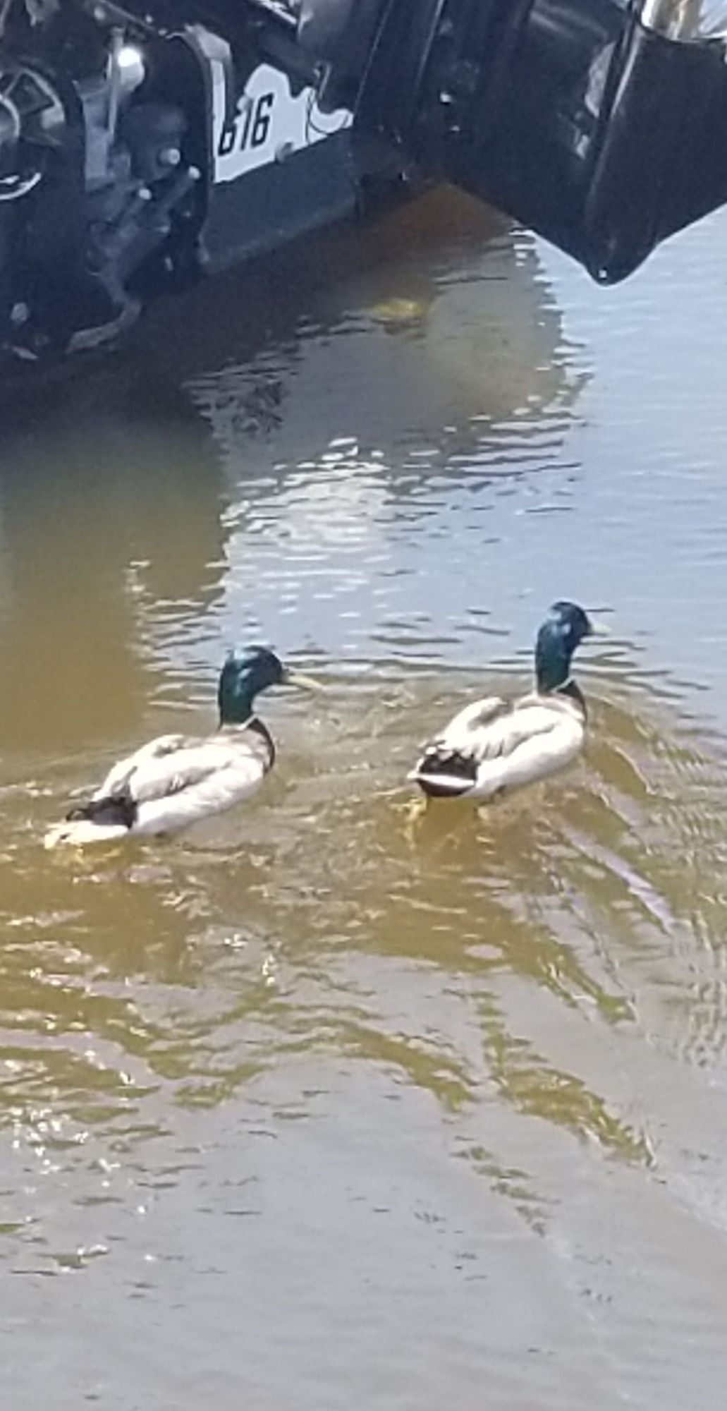 2 ducks in a lagoon 