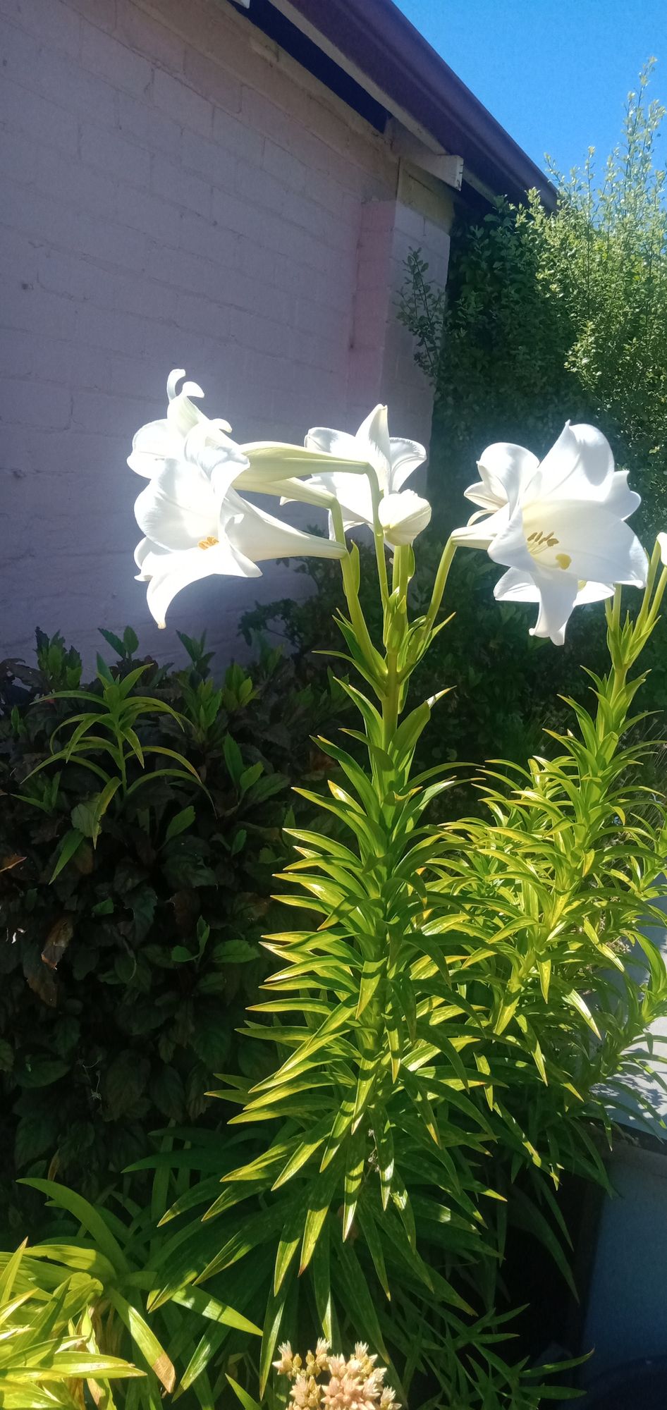 Image uploaded by user