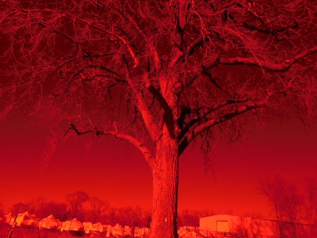 black branches. dead trees. graveyards. mausoleums. skeletons. giant bats. giant ocean waves. sea shells. giant spider webs. fog. giant rats...