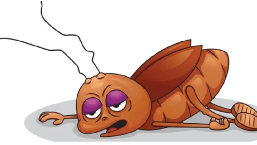 🖤 Dumpster Passion – Episode 1: “Roachblocked” 🖤

[Scene: Behind a leaky Taco Bell dumpster, 2:47 a.m.]

MISS TRASHY McCRAWLY (legs crossed,...