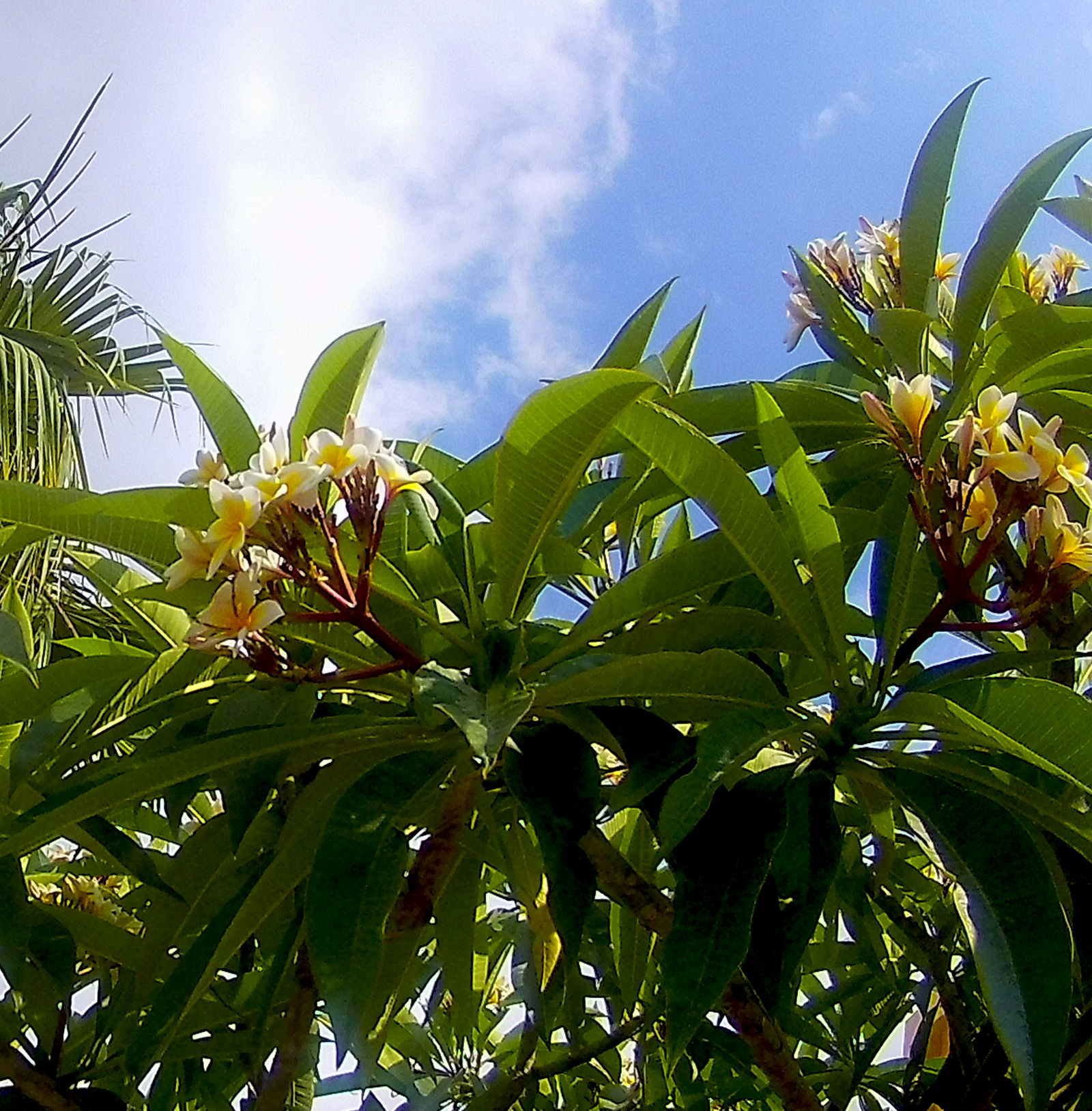 Plumeria