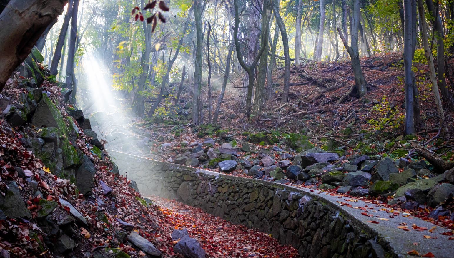 A stunning forest landscape
