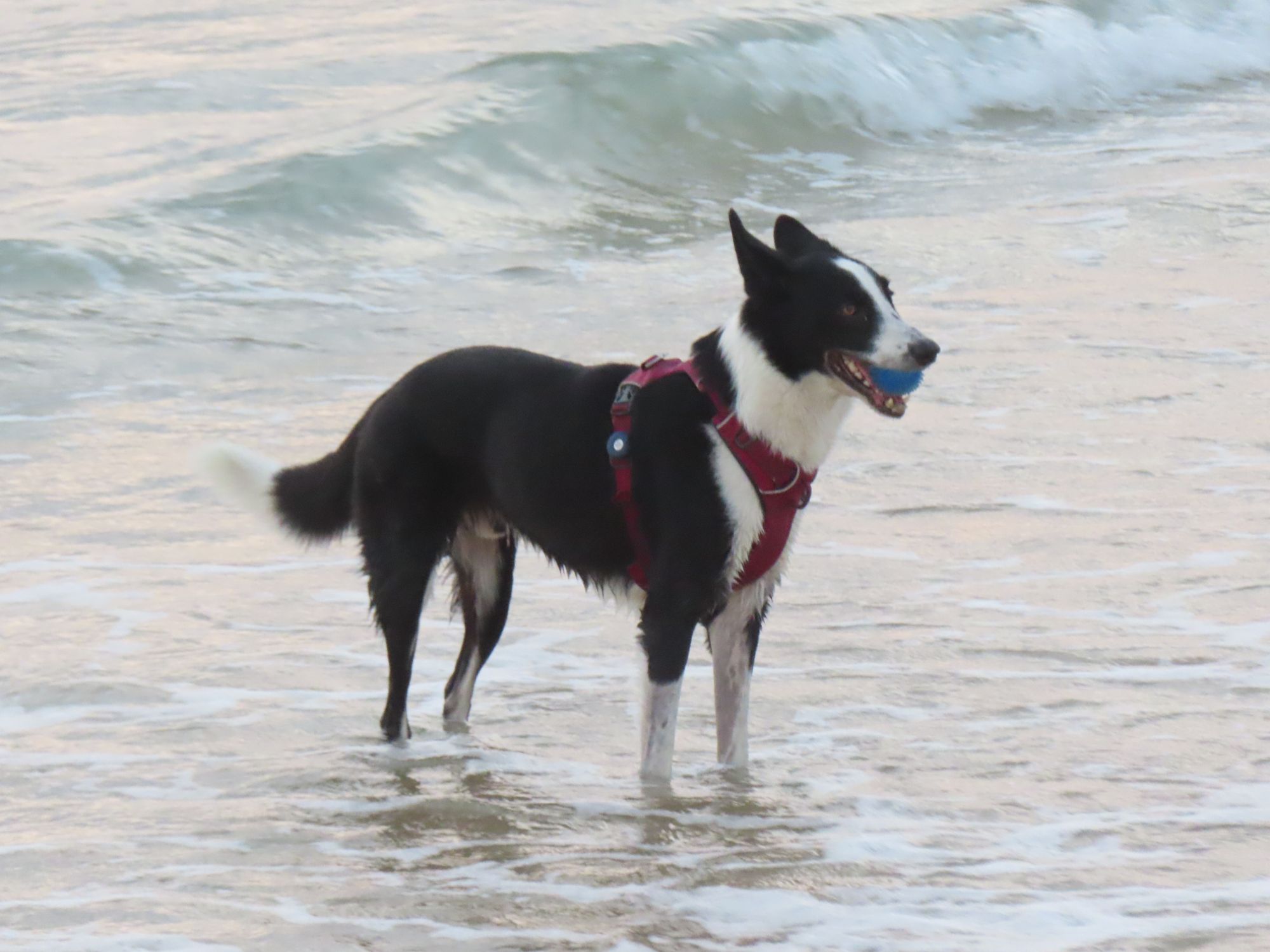 Dogs swim in the water