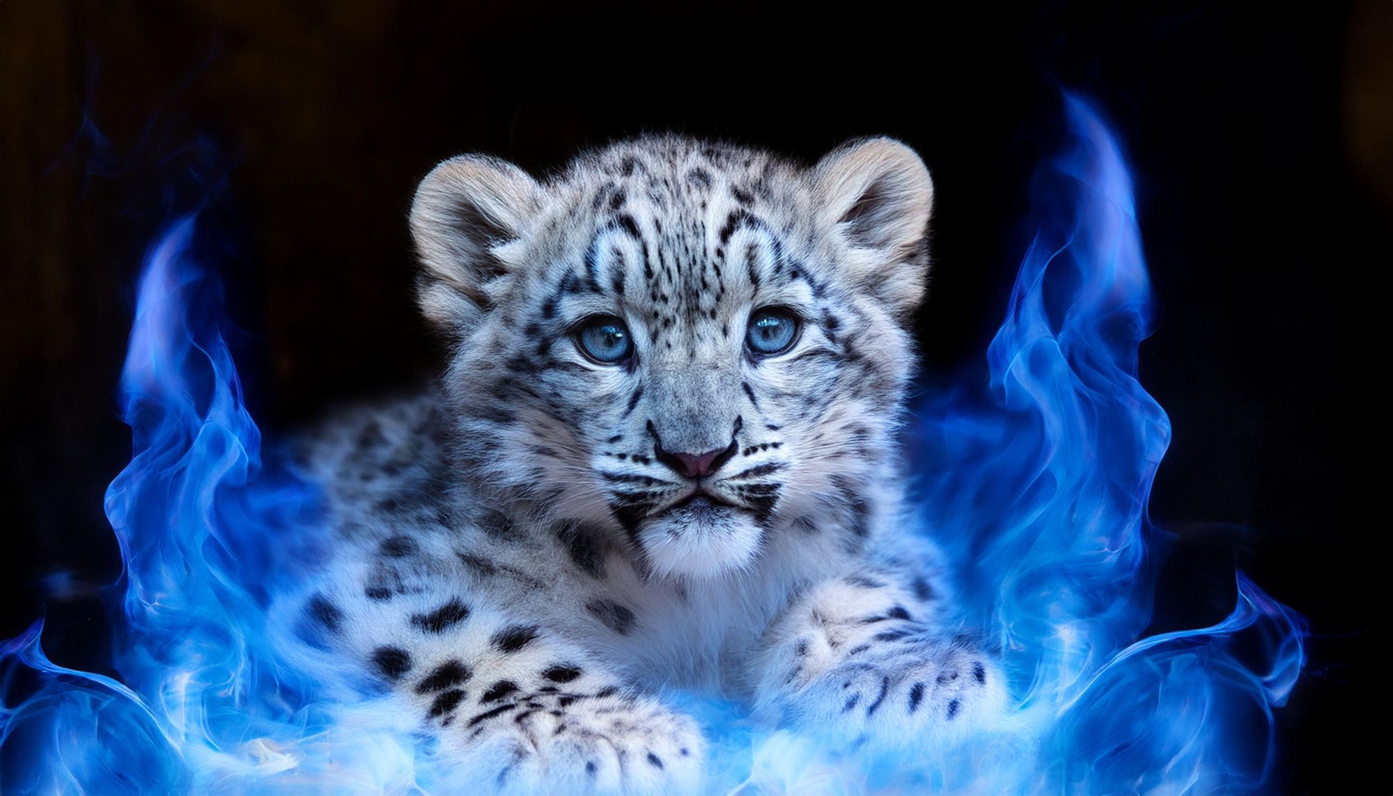 Baby snow leopard 
