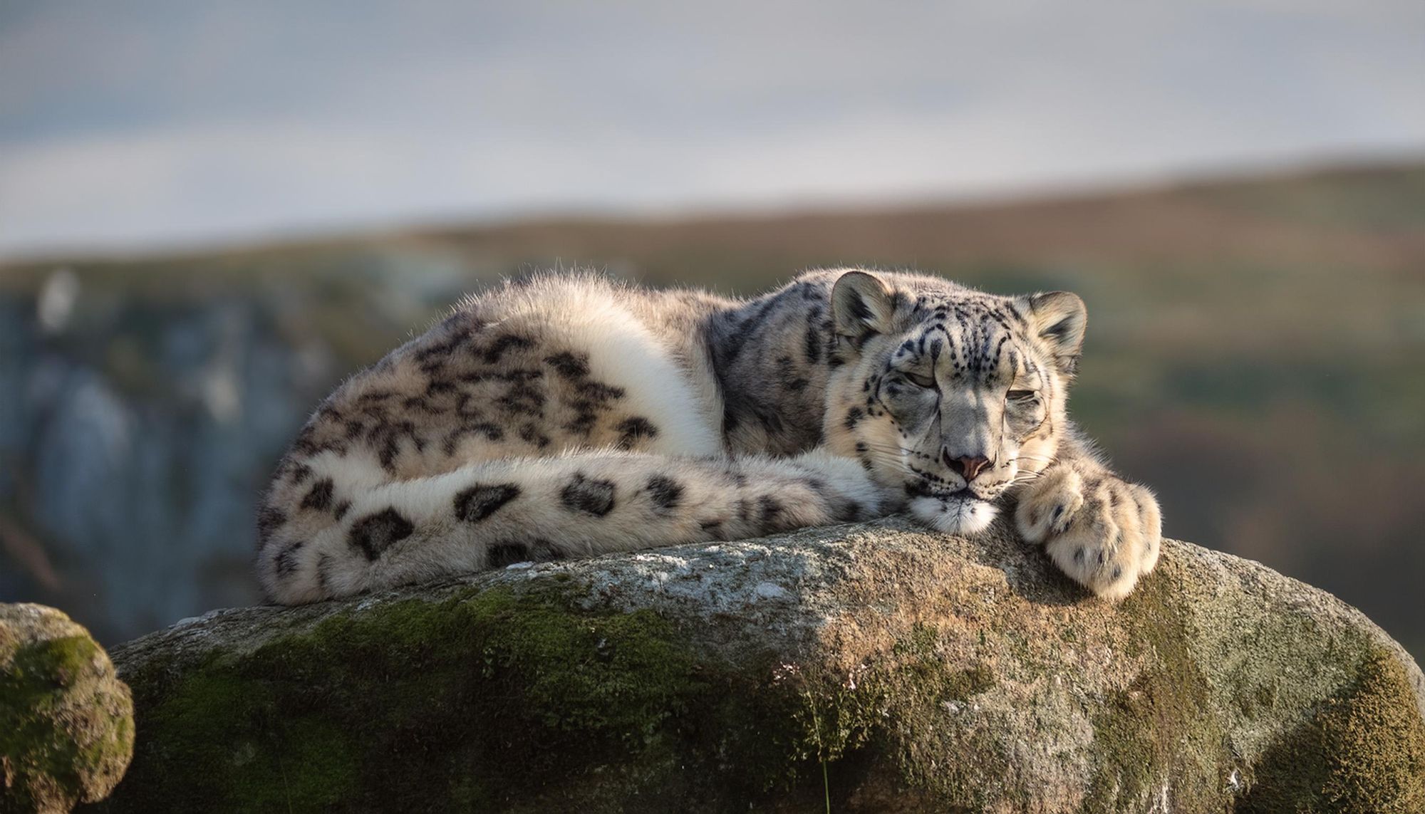 Sleeping snow leopard 