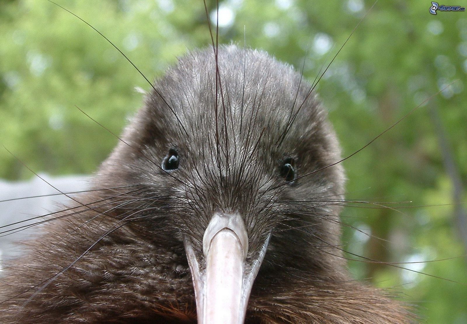 kiwi enjoyer