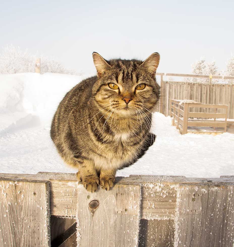 Watercolor painting of tabby cat sitting on a fence rail, blue sky with a few fluffy clouds Hyperrealistic, intricately detailed, color dept...