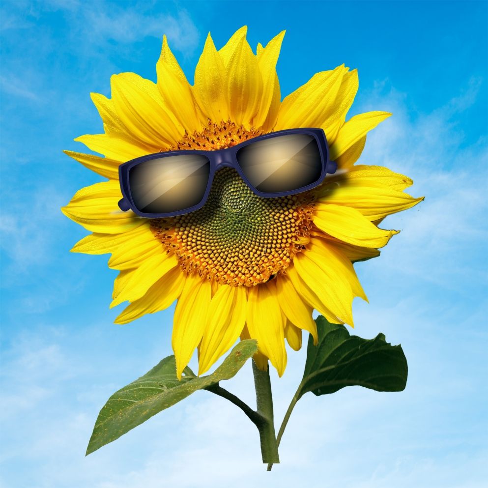 SunflowerGUY
