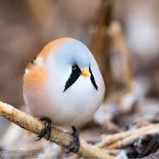 BORB