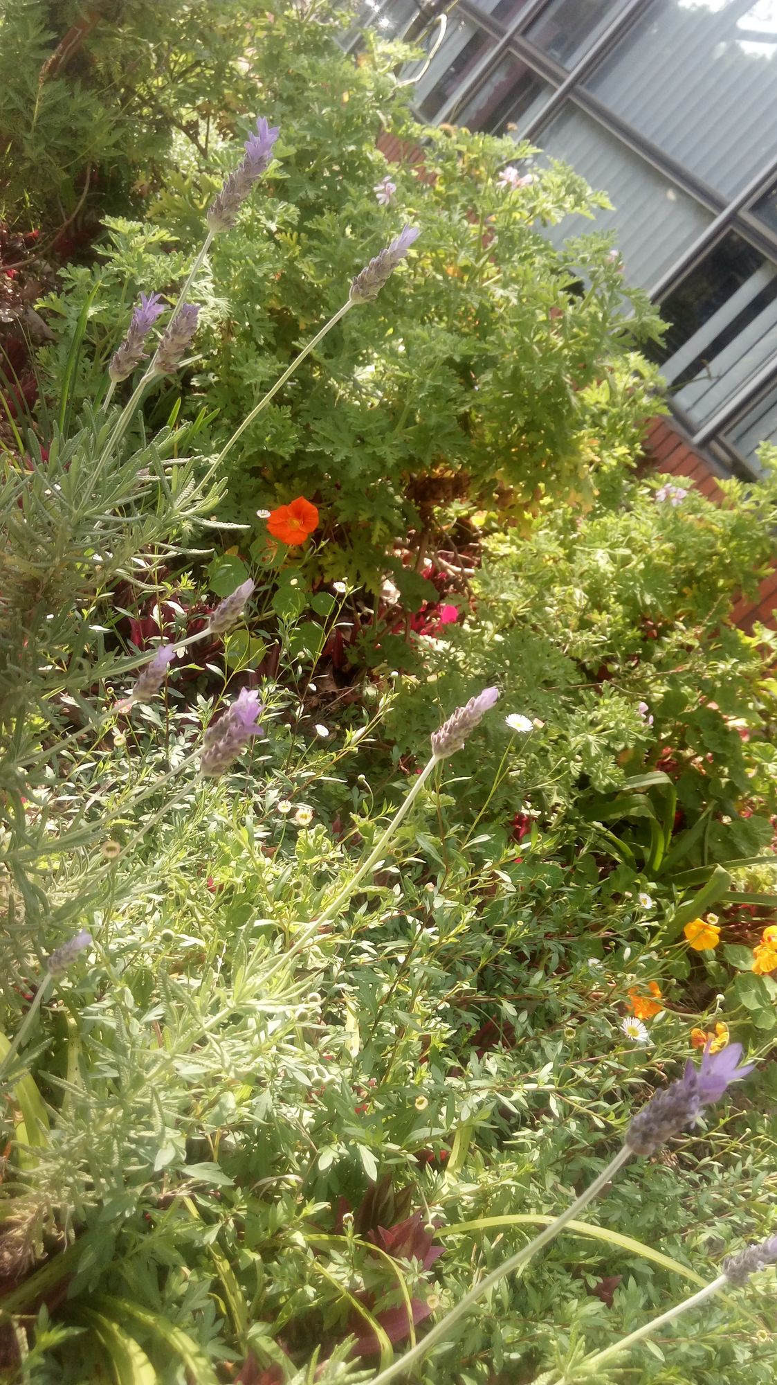 Stylish and evocatice watercolor print of a spring meadow in the Southern Hemisphere 