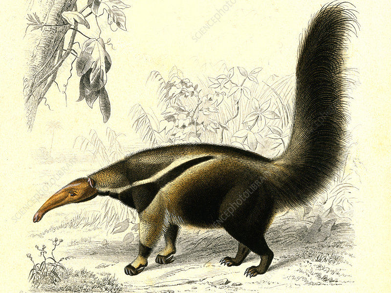 anteater