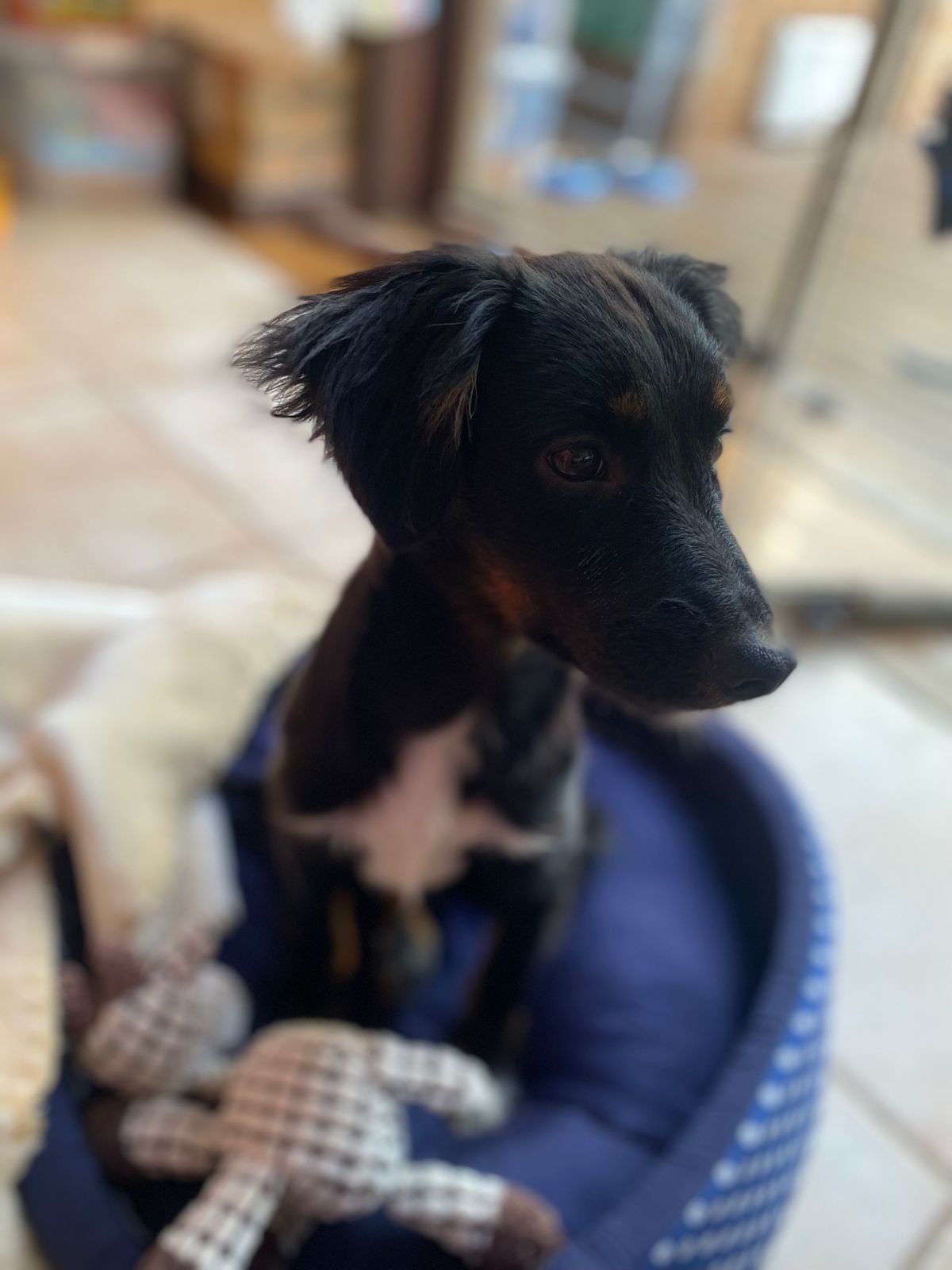 A smiling dog.  intricate, elegant, storybook illustration. abstract art complementary colors fine details Masterpiece, Best Quality, flat, ...