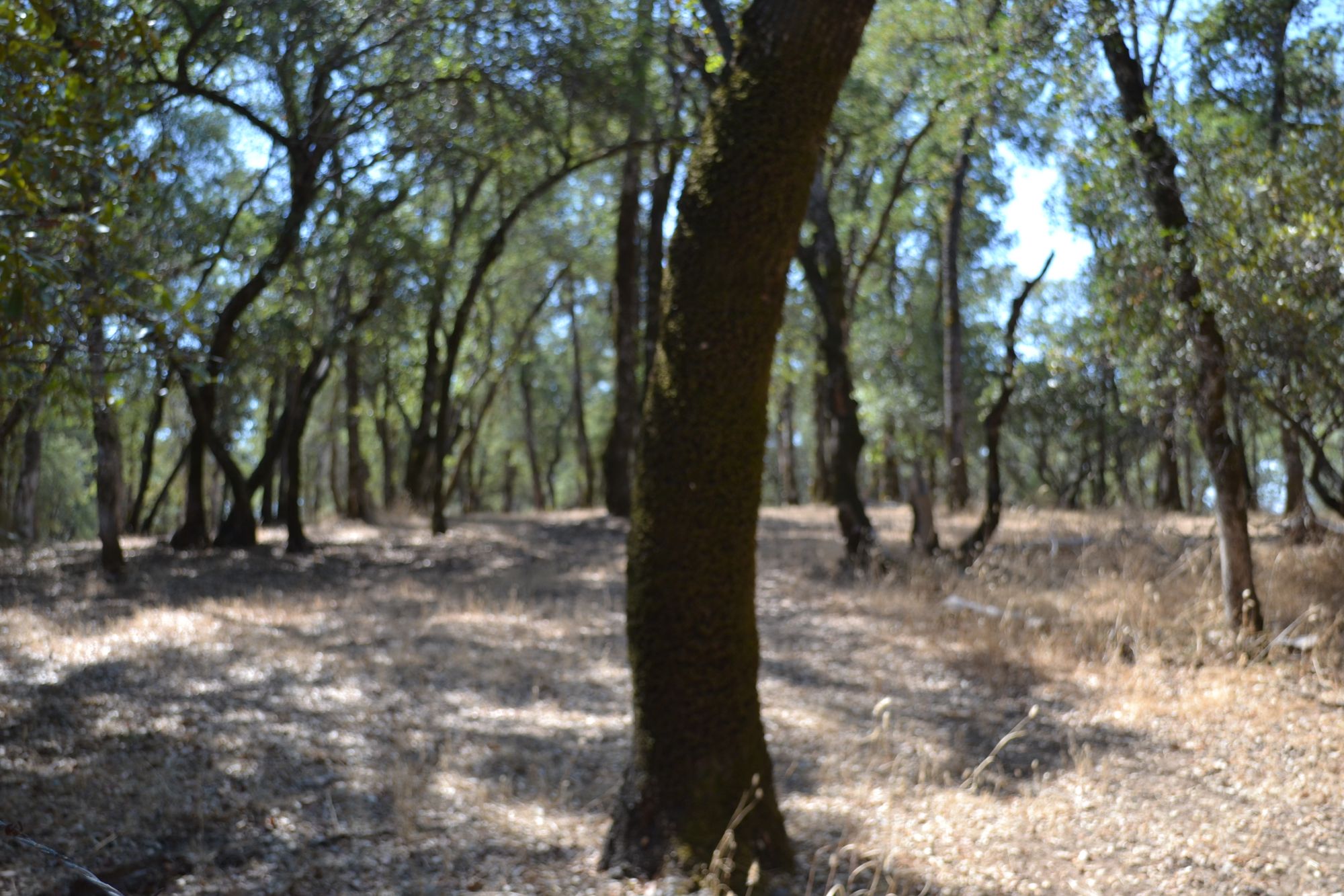 Hyperrealistic cinematic film still. Medium shot of an. A gothic mansion Classic landscape film grain. Midnight hour moonlight Cool, hauntin...