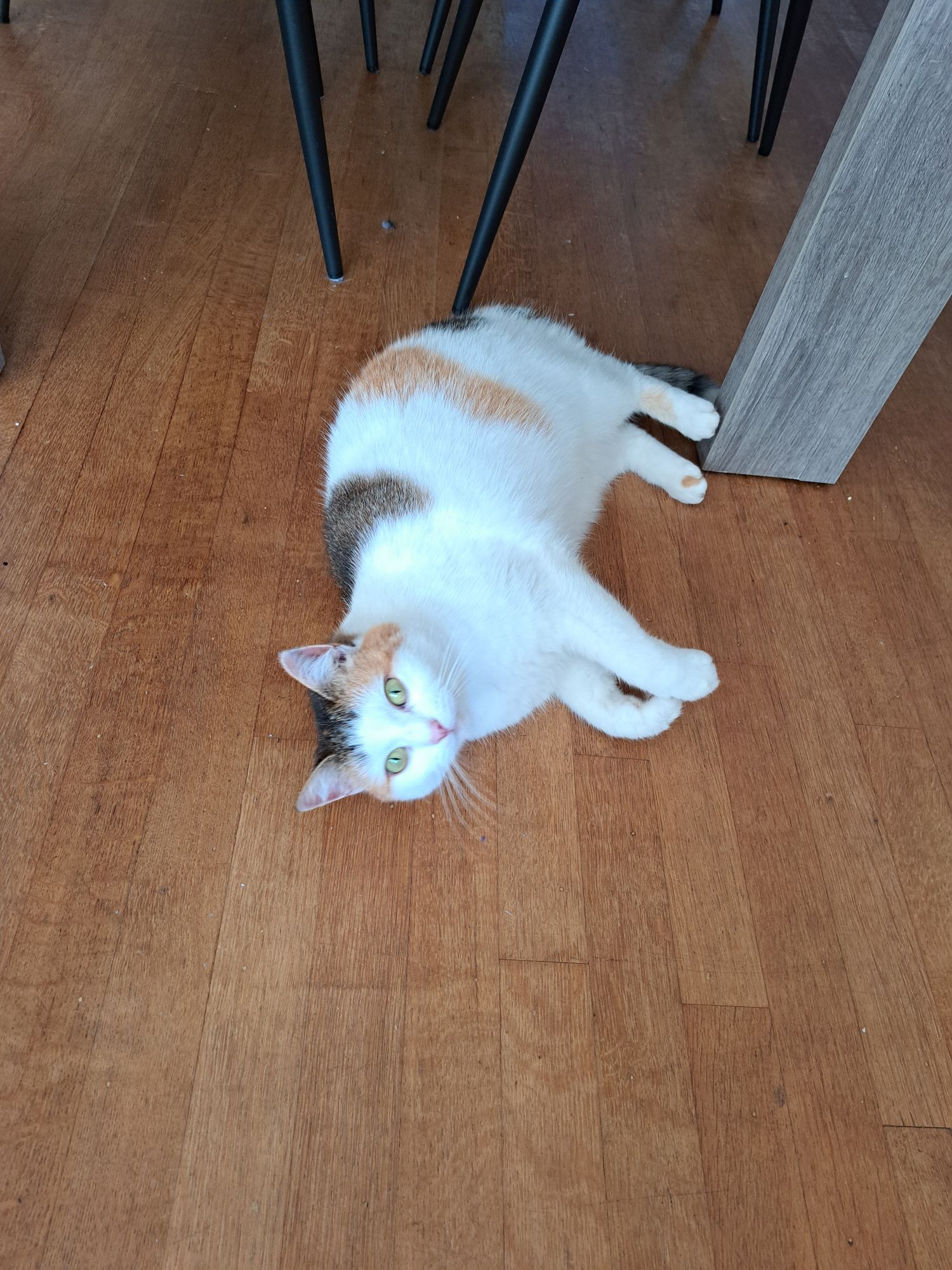 A happy cat playing with fire flies.