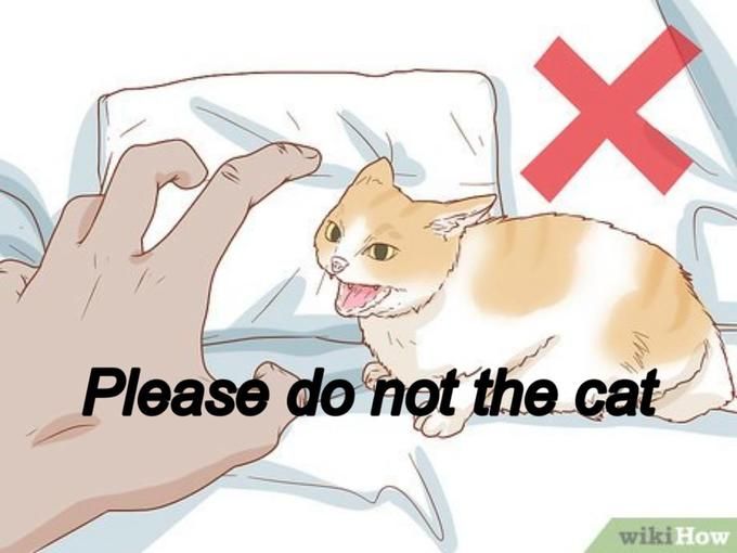 Please Do Not The Cat