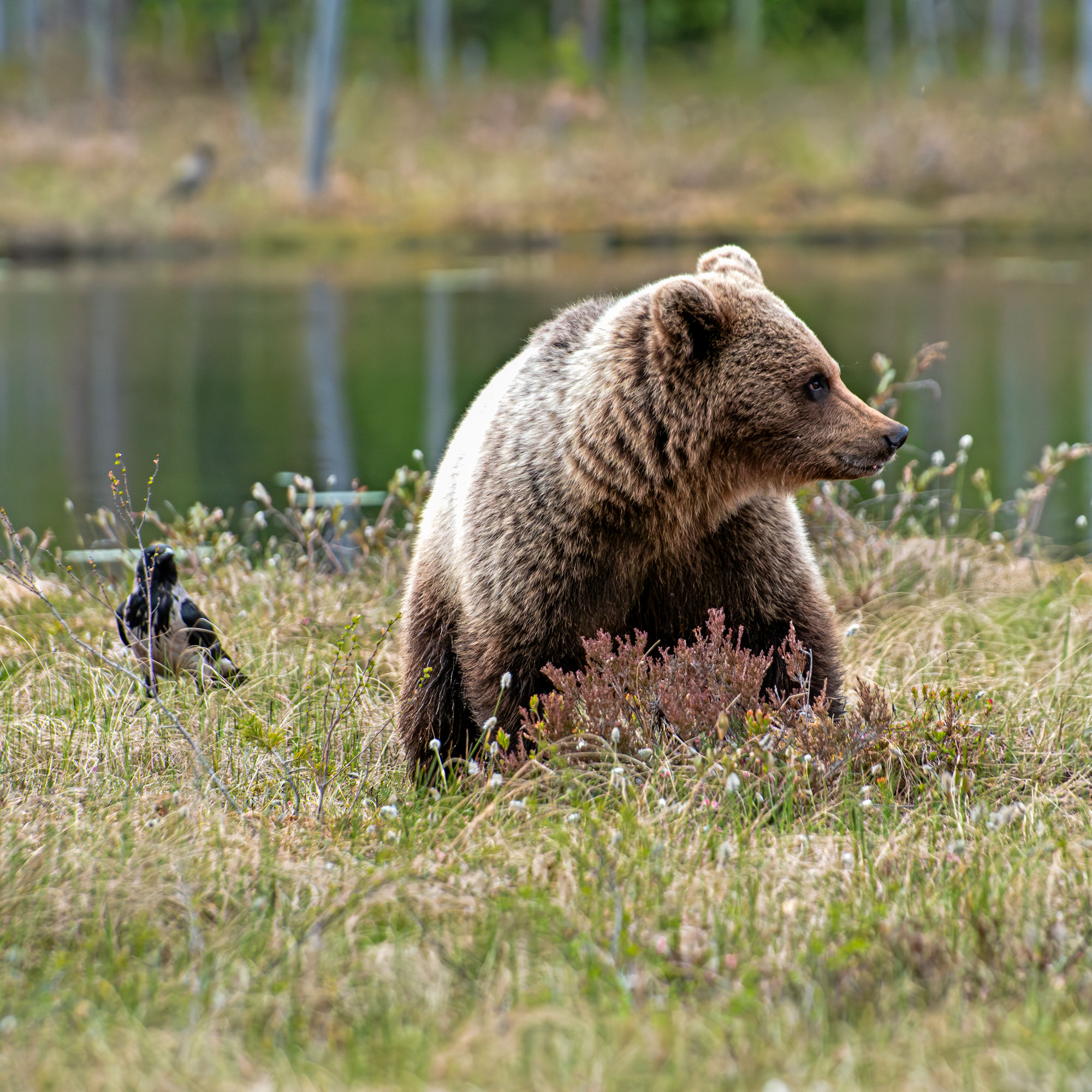 a brown bear in a swamp, a raven sit behind